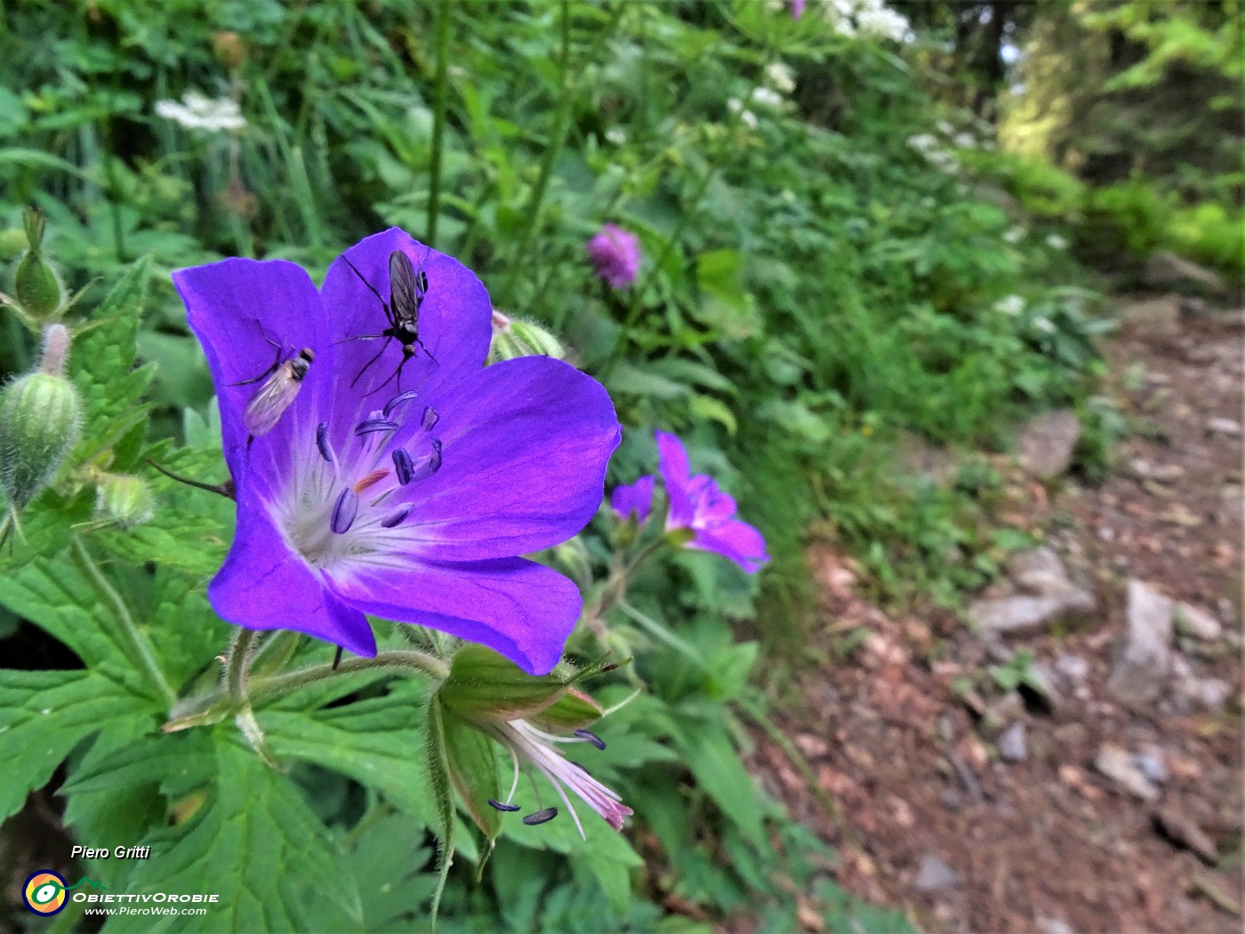 21 Geranium sylvaticum (Geranio silvano) con ospiti.JPG